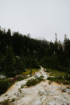 Foggy trail through evergreen forest with a misty mountain backdrop. Perfect for nature and travel themes.