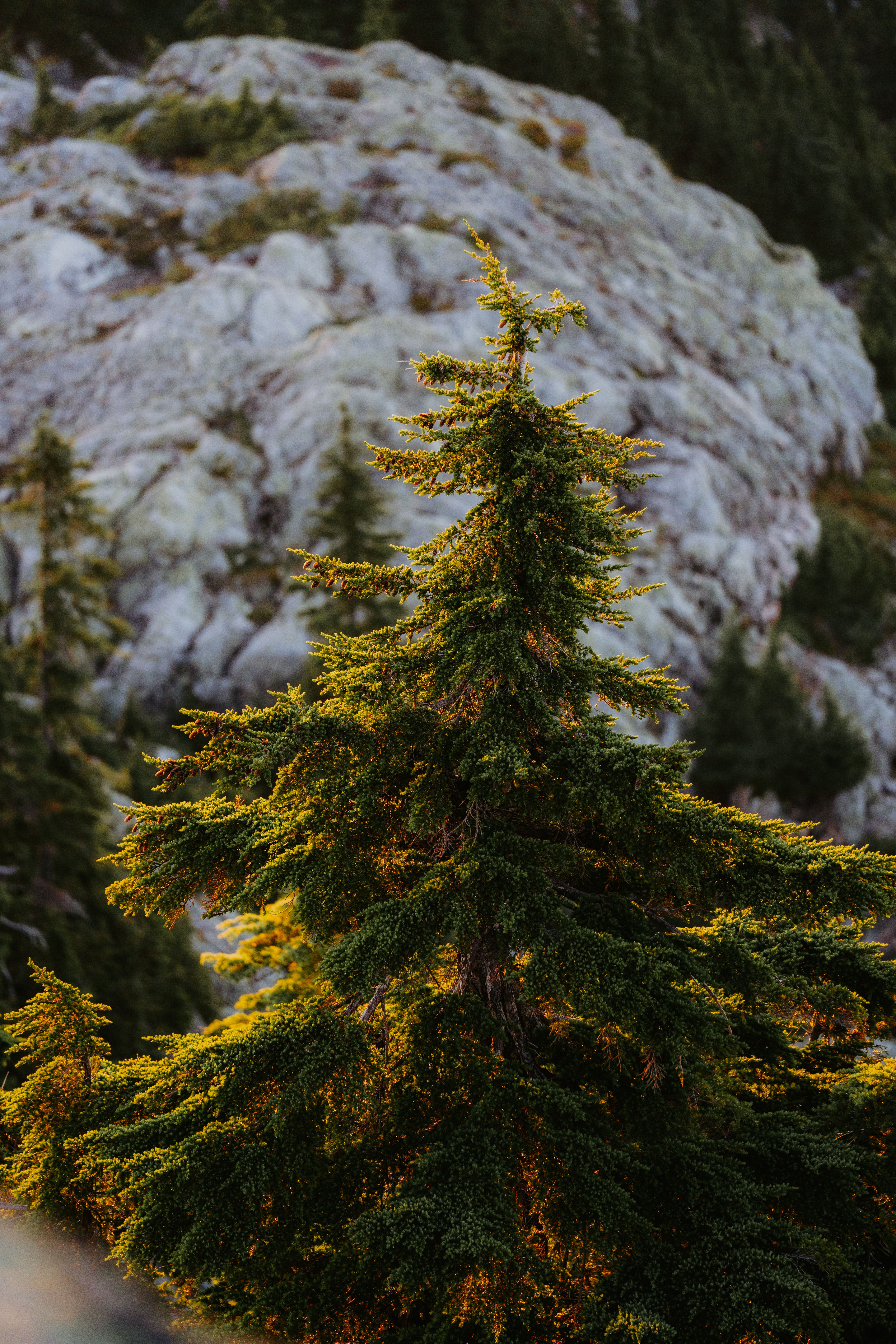 A pine tree is growing on a rocky mountain · Free Stock Photo
