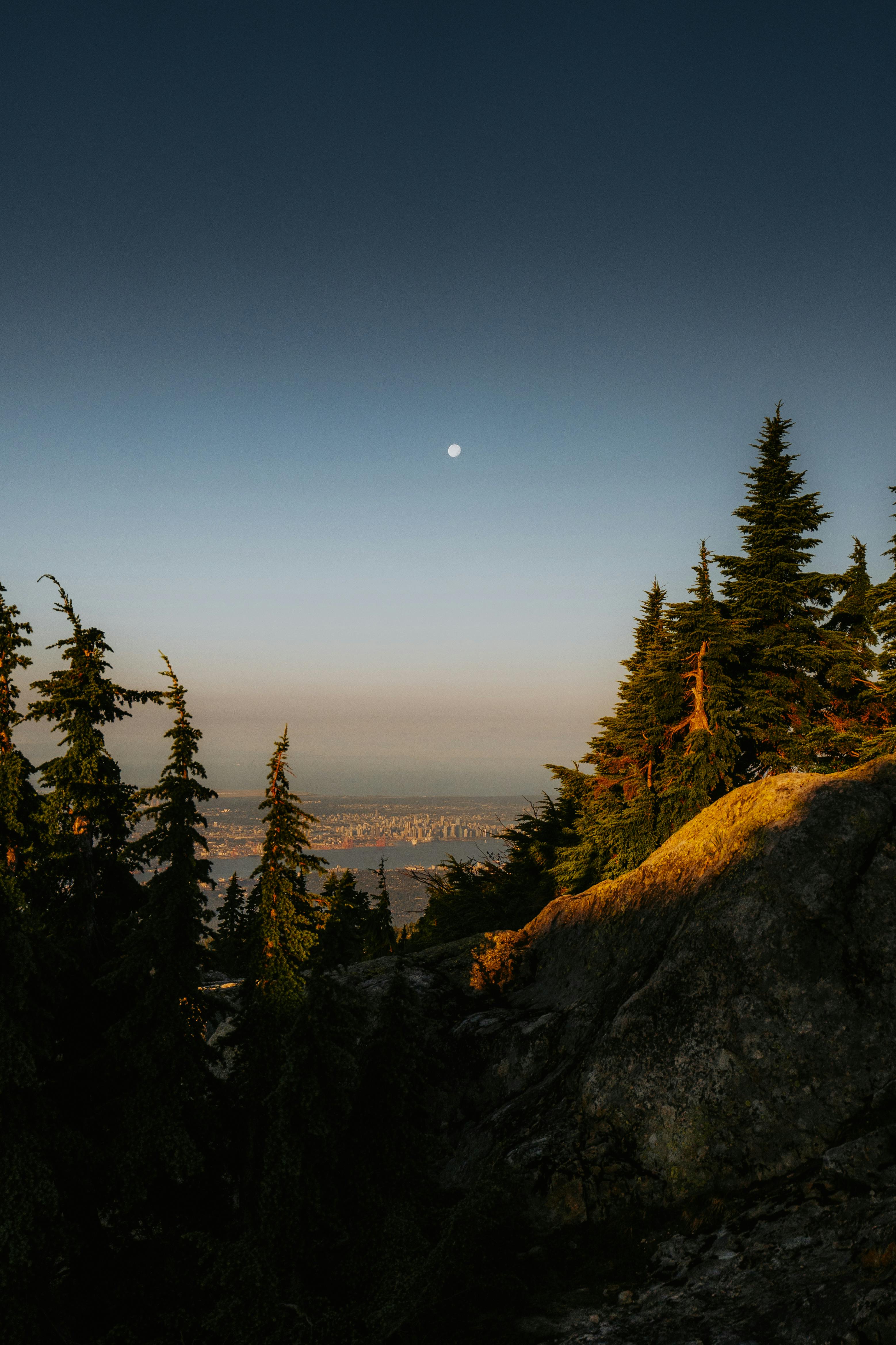 Peaceful coniferous mountainscape under the moonlight, capturing nature's beauty.