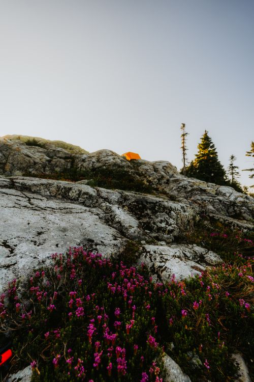 Free Serene mountain scene with rocks, trees, and vibrant wildflowers at sunset, ideal for nature enthusiasts. Stock Photo