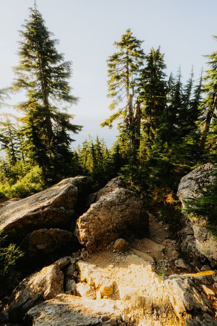 Sunny day in a serene mountain forest with evergreen trees and rocky terrain.