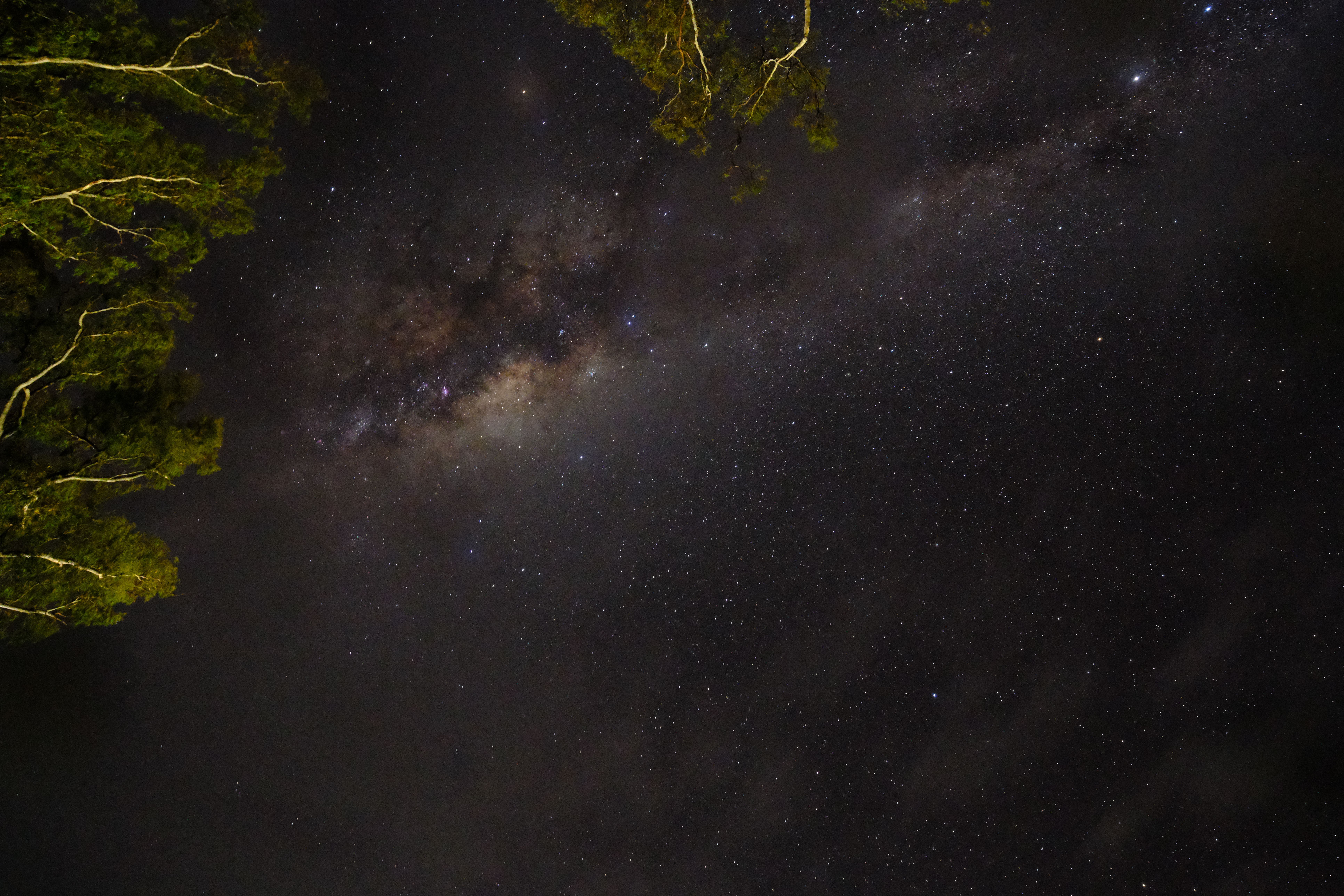 The milky way over the trees in the night sky · Free Stock Photo