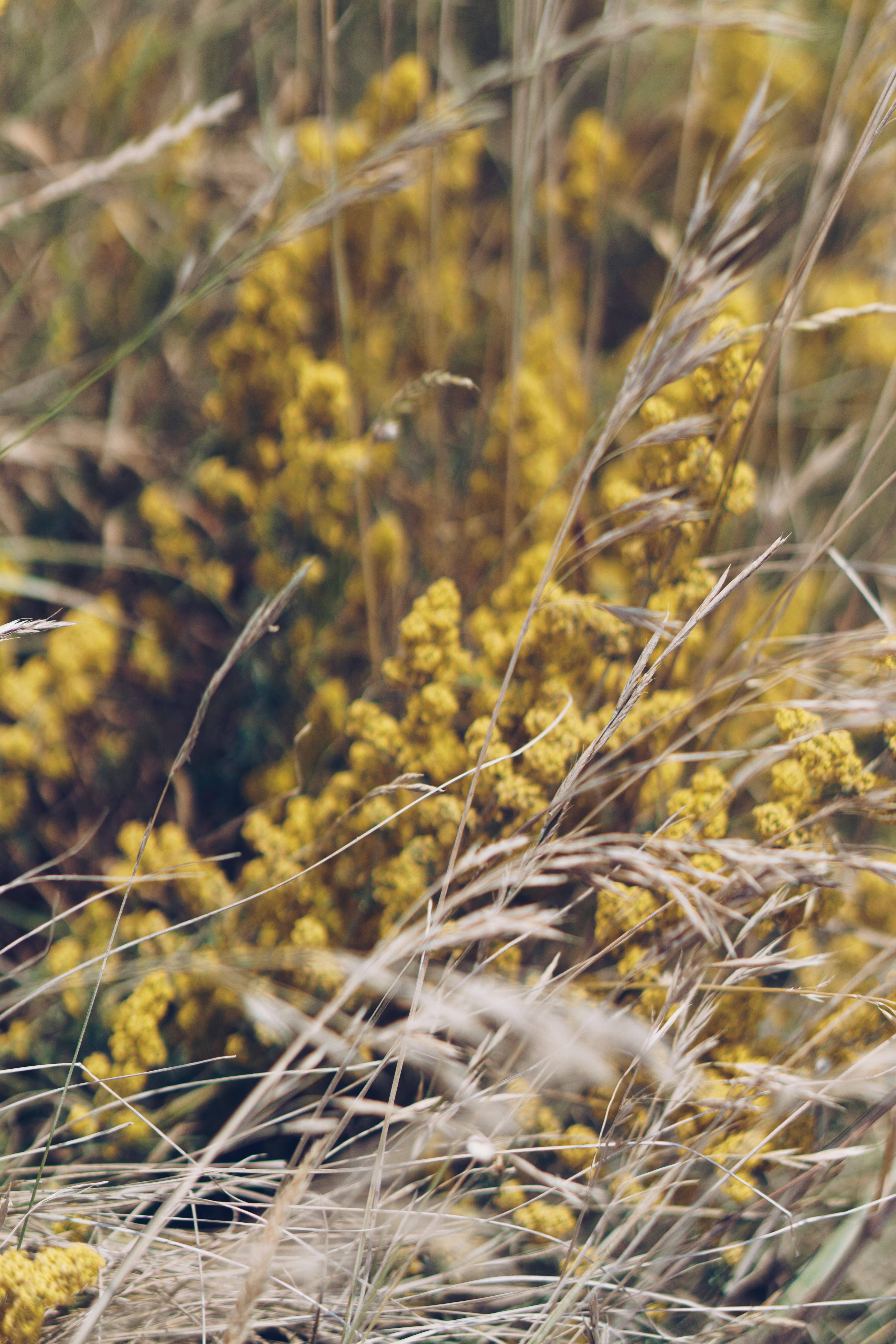 Yellow and Brown Flower · Free Stock Photo