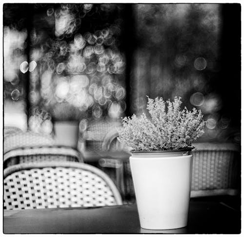 Free stock photo of bokeh, bunch of flowers, chairs