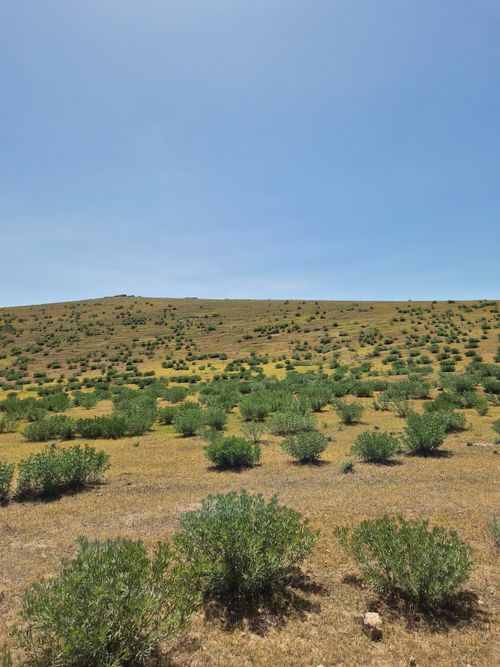 Free Expansive arid landscape with scattered green shrubs under a clear blue sky. Stock Photo