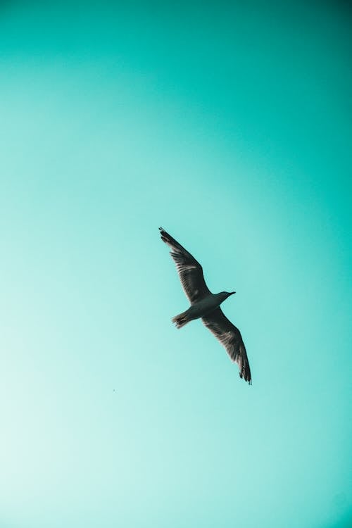 Fotos de stock gratuitas de cielo azul, Gaviota, pájaro