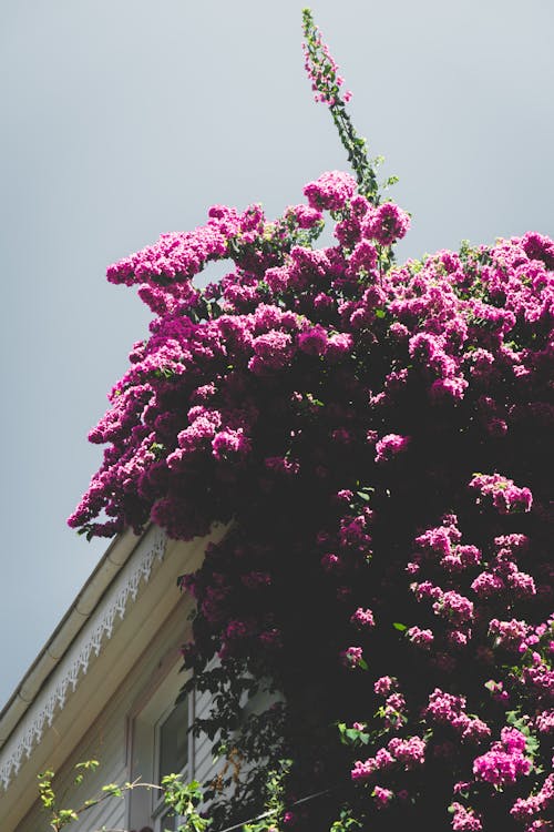 Gratis lagerfoto af bygning, lyserøde blomster