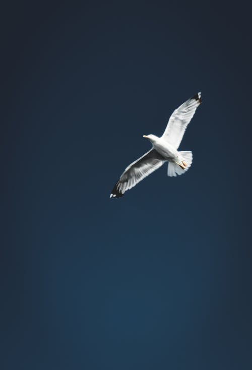 Free stock photo of bird, blue sky, flying