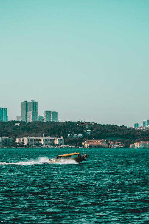 Foto d'estoc gratuïta de aigua blava, bosphorus, gall dindi