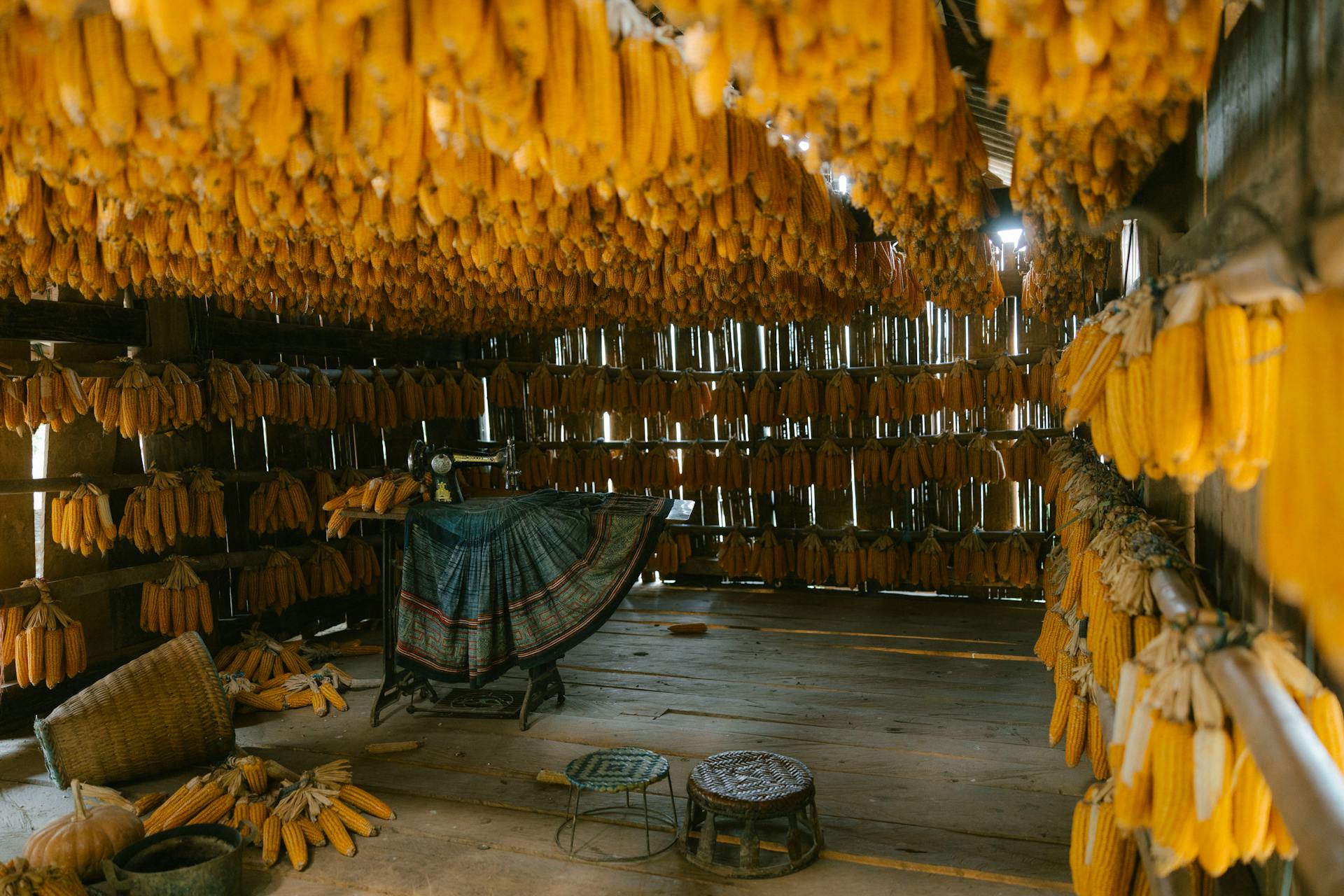 A rustic storage room filled with hanging ears of corn, creating a warm, organic atmosphere.