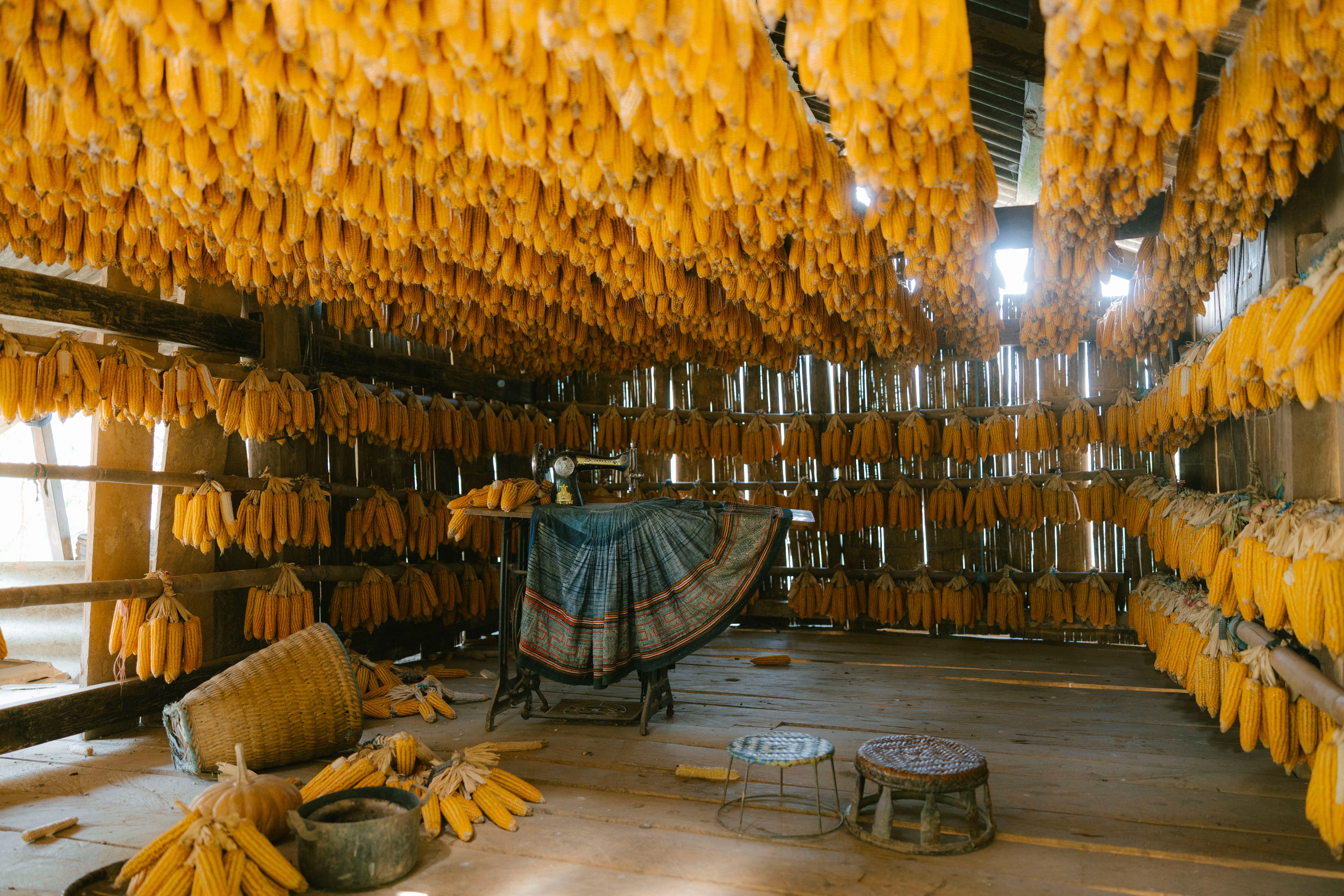 Interior de uma espécie de curingueira artesanal com difícil acesso para turistas, onde o milho é pendurado para secar ao ambiente externo.
