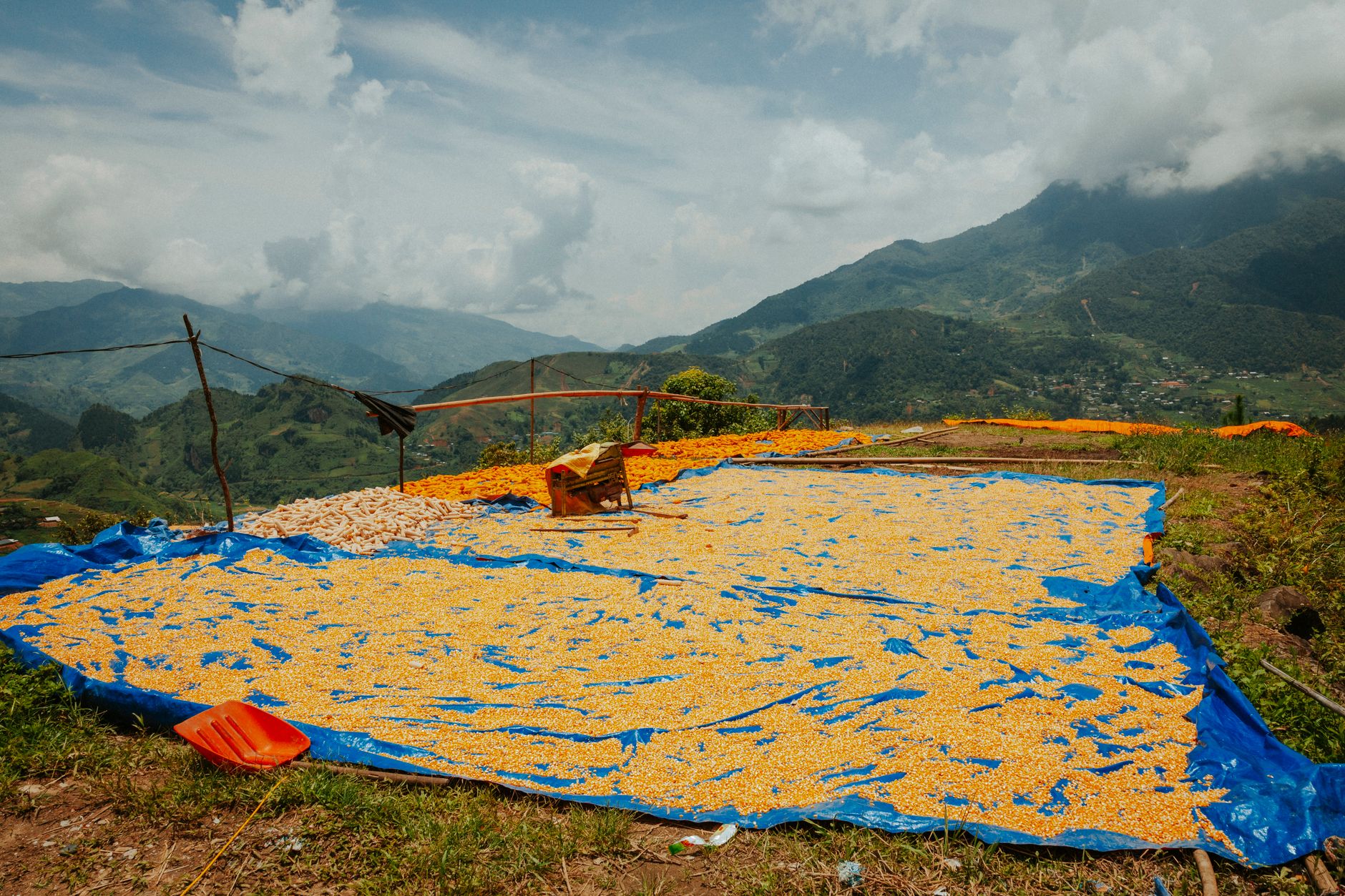 Lemon zest drying sun — Dicas da Vovó