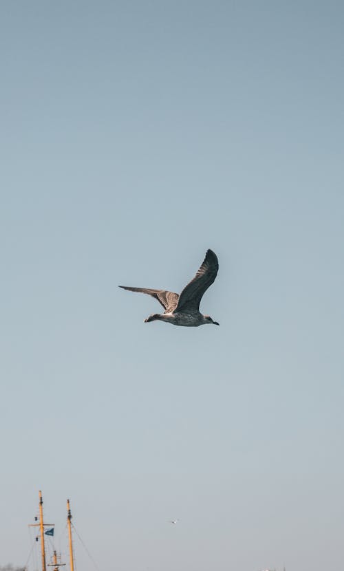 Gratis lagerfoto af blå himmel, flyve, måge