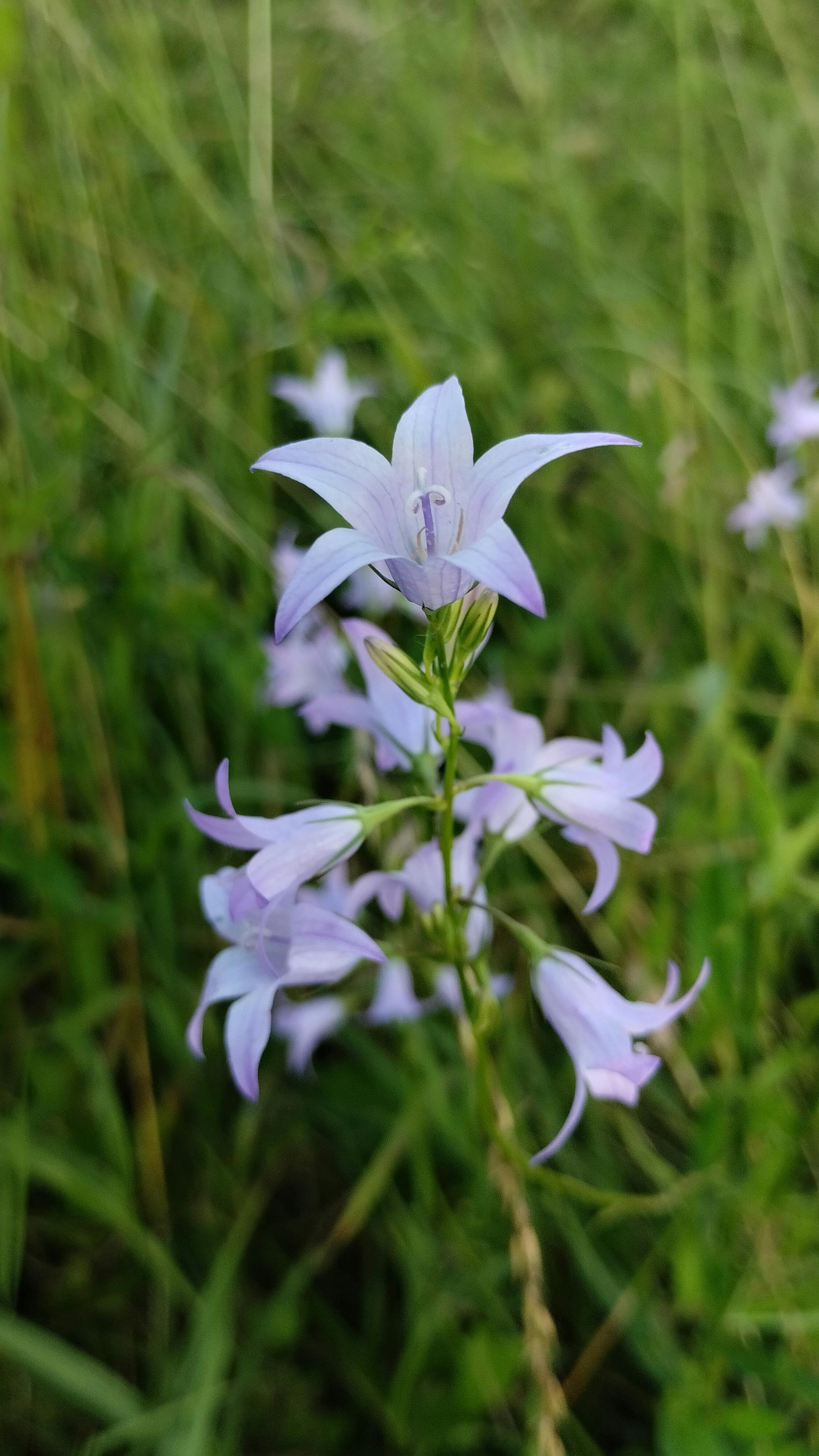 [ColoSach]-close-up-of-a-vibrant-purple-bellflower-amidst-green-summer-foliage,-symbolizing-natural-beauty.