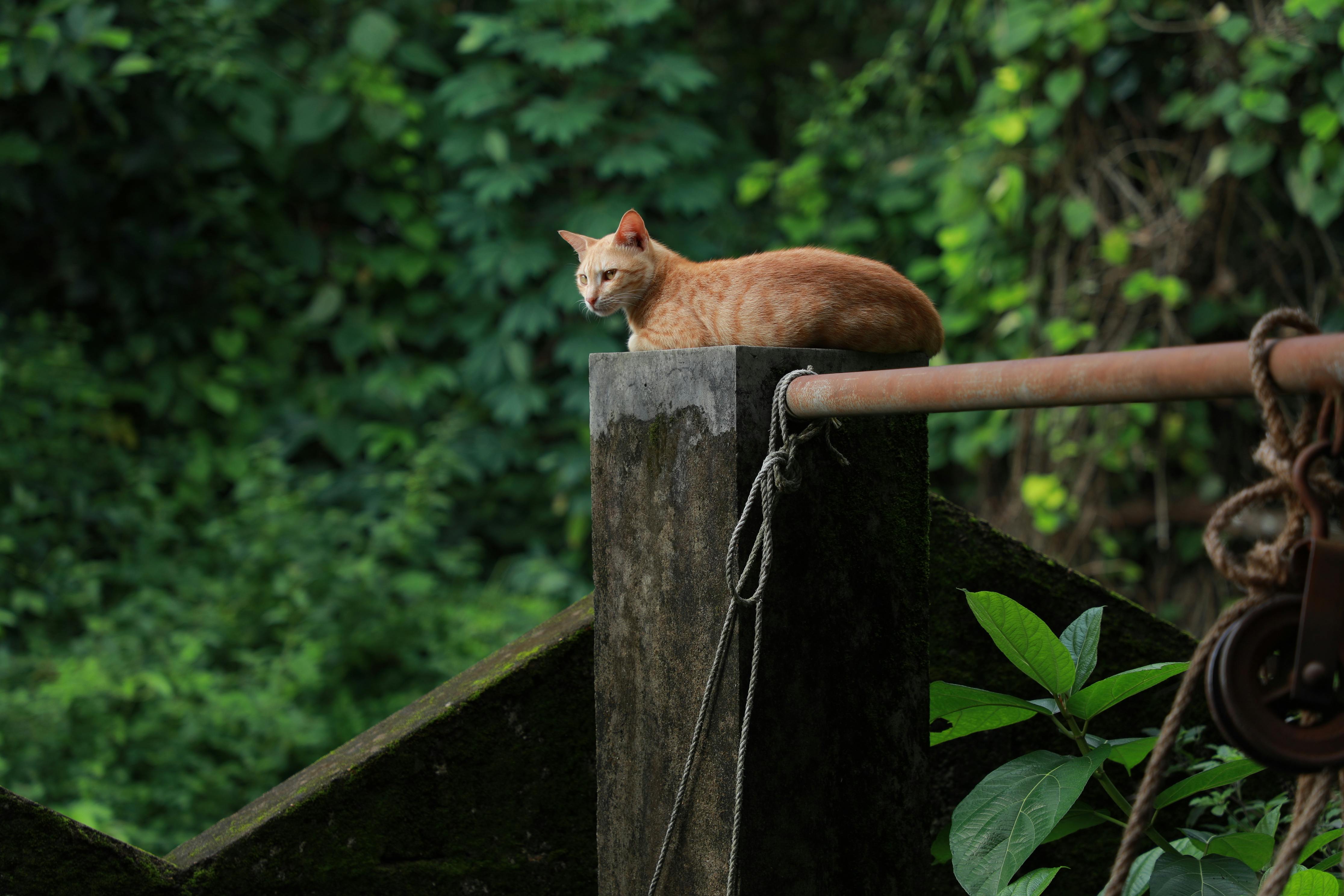 一只平静的虎斑猫安静地坐在混凝土柱子上，柱子周围环绕着郁郁葱葱的绿色植物