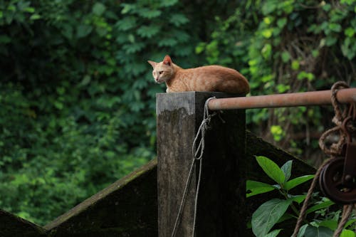 Foto Di Un Gatto