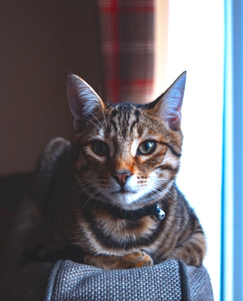 Free stock photo of cat, details, eyes