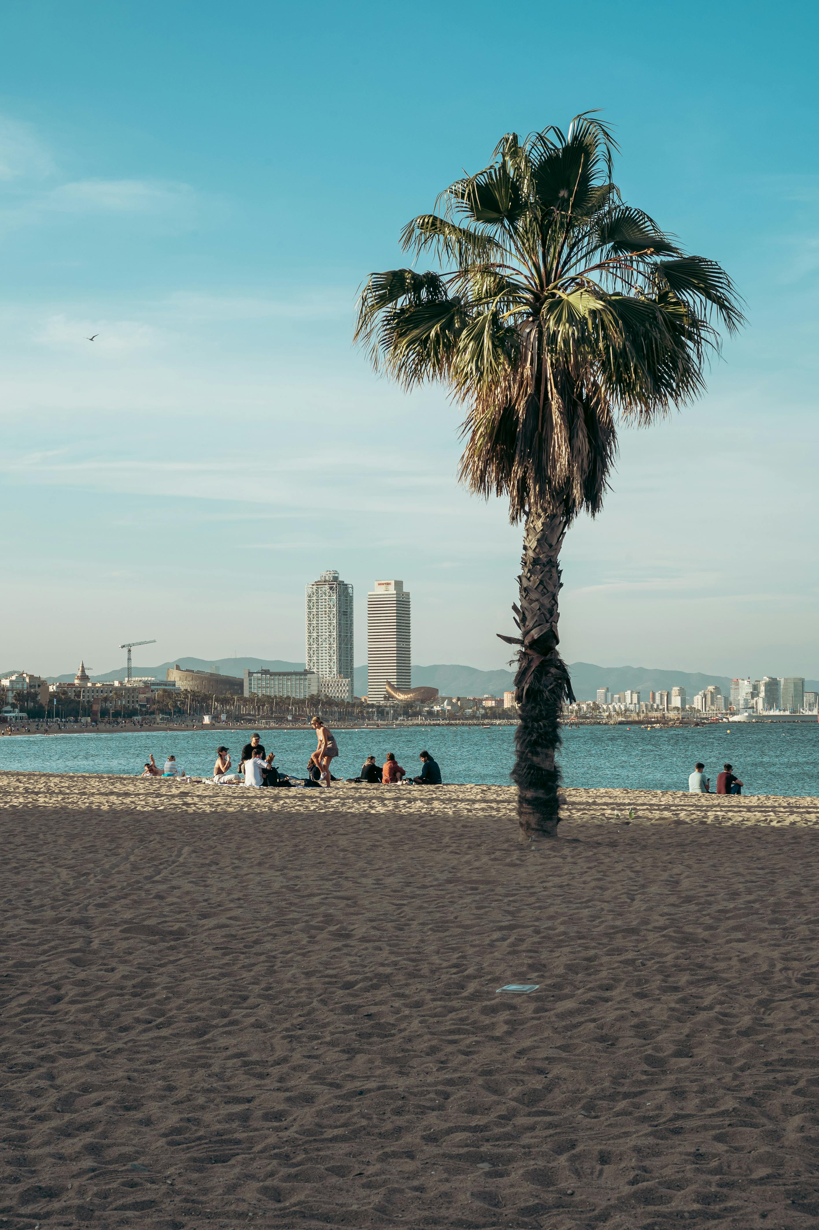 a palm tree on the beach with a city in the background