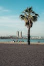 巴塞罗那海滩的景色，棕榈树和城市天际线，非常适合暑假氛围