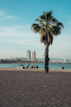 Scenic view of Barcelona's beach with a palm tree and urban skyline, perfect for a summer vacation vibe.