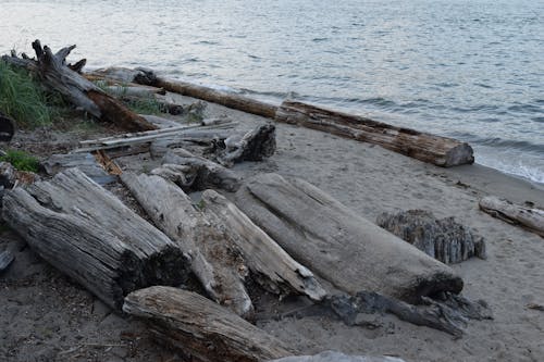 Free stock photo of beach, driftwood