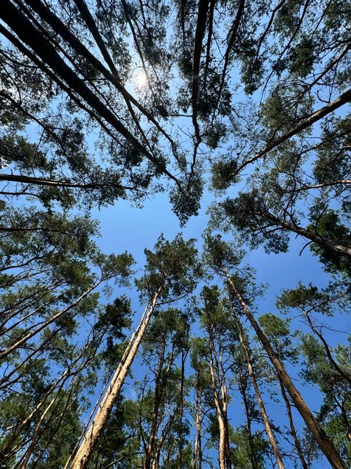 Free Looking up at tall pine trees with clear blue sky and sunlight, creating a serene natural scene. Stock Photo