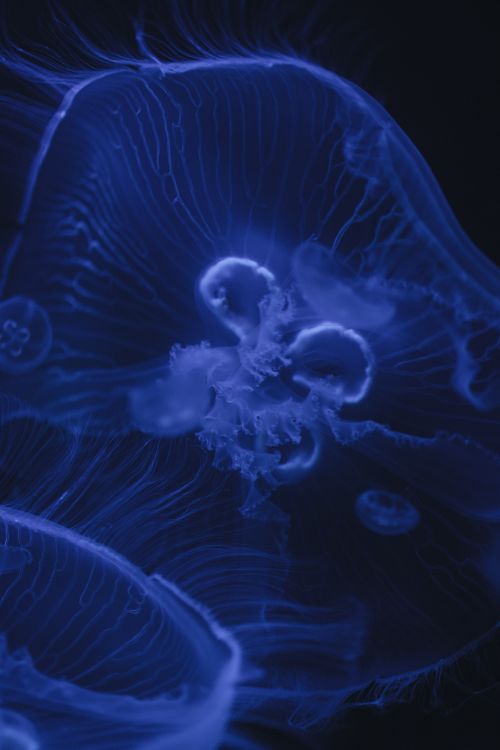 Blue jellyfish in a dark room with a black background · Free Stock Photo
