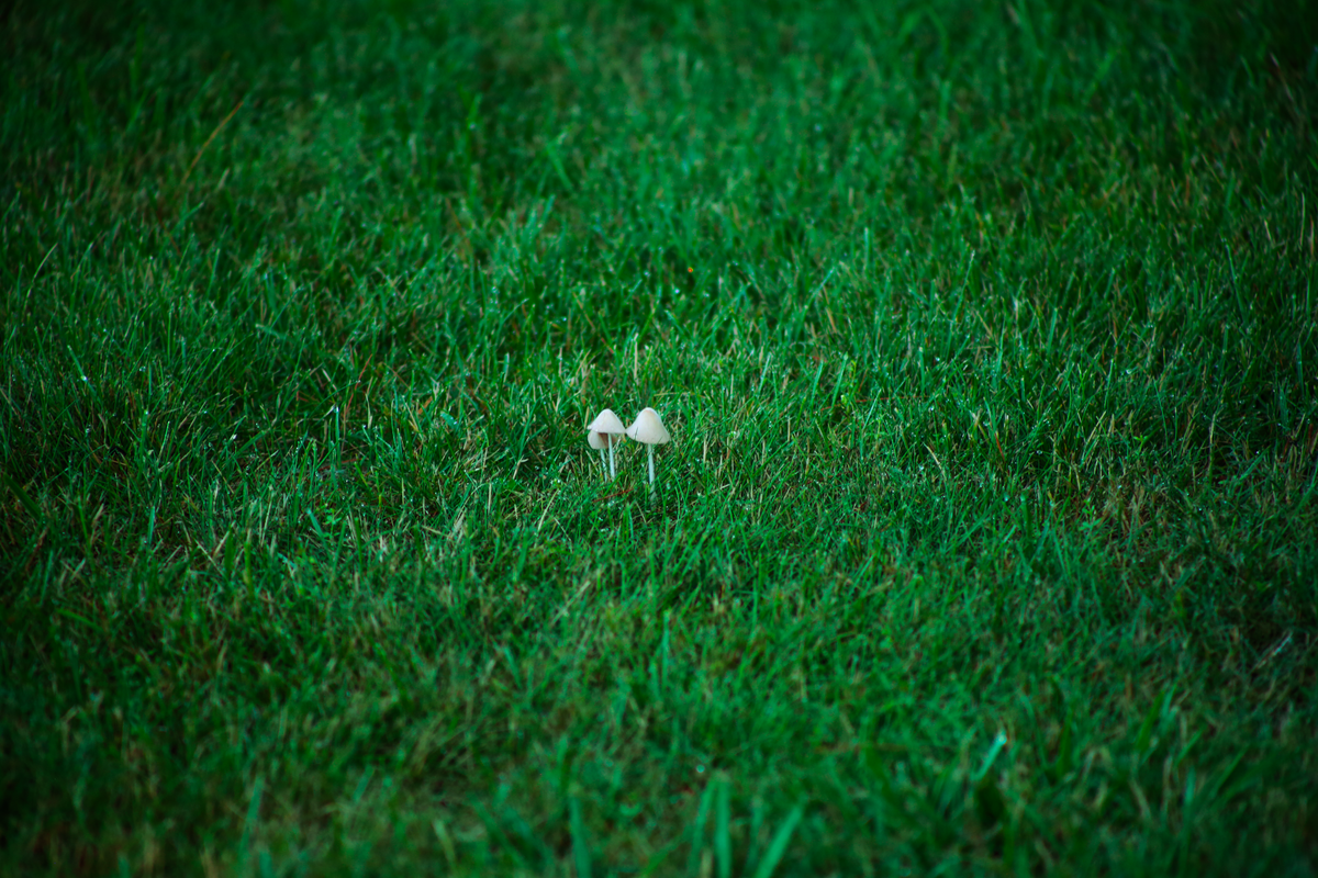 Two small mushrooms growing on a vibrant green lawn in Galway, NY.