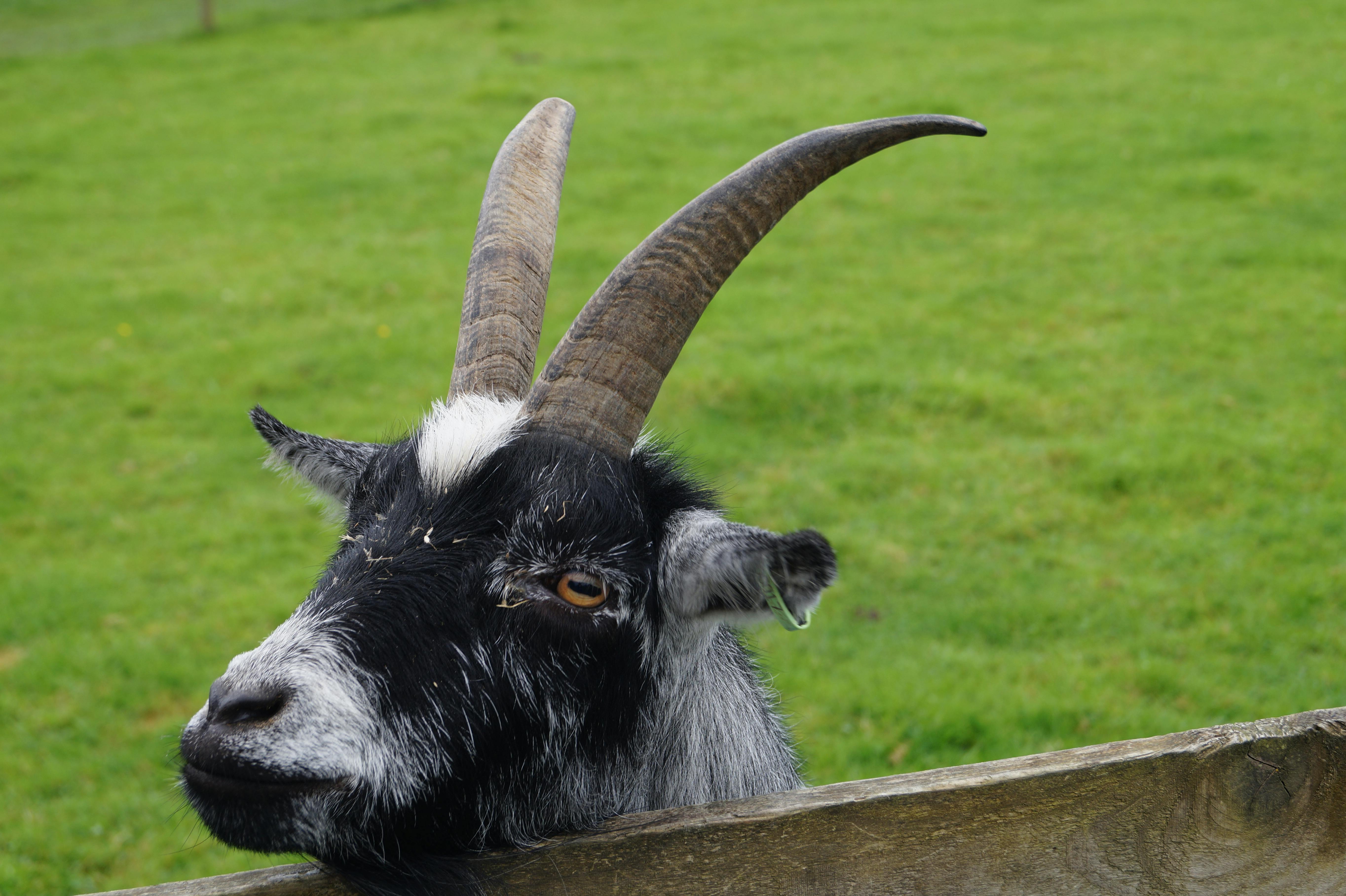 grátis Foto profissional grátis de @exterior, agricultura, animais selvagens Foto profissional