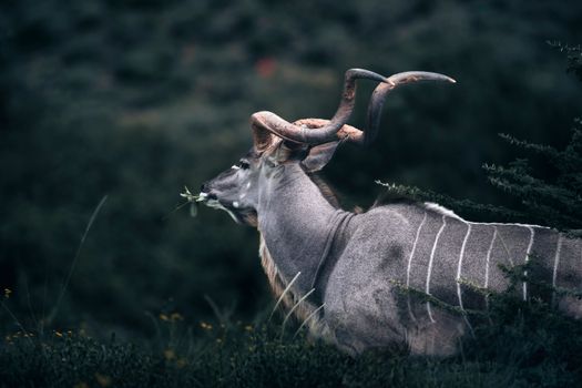 A kudu antelope stands majestically in the African wilderness, feeding on lush foliage.