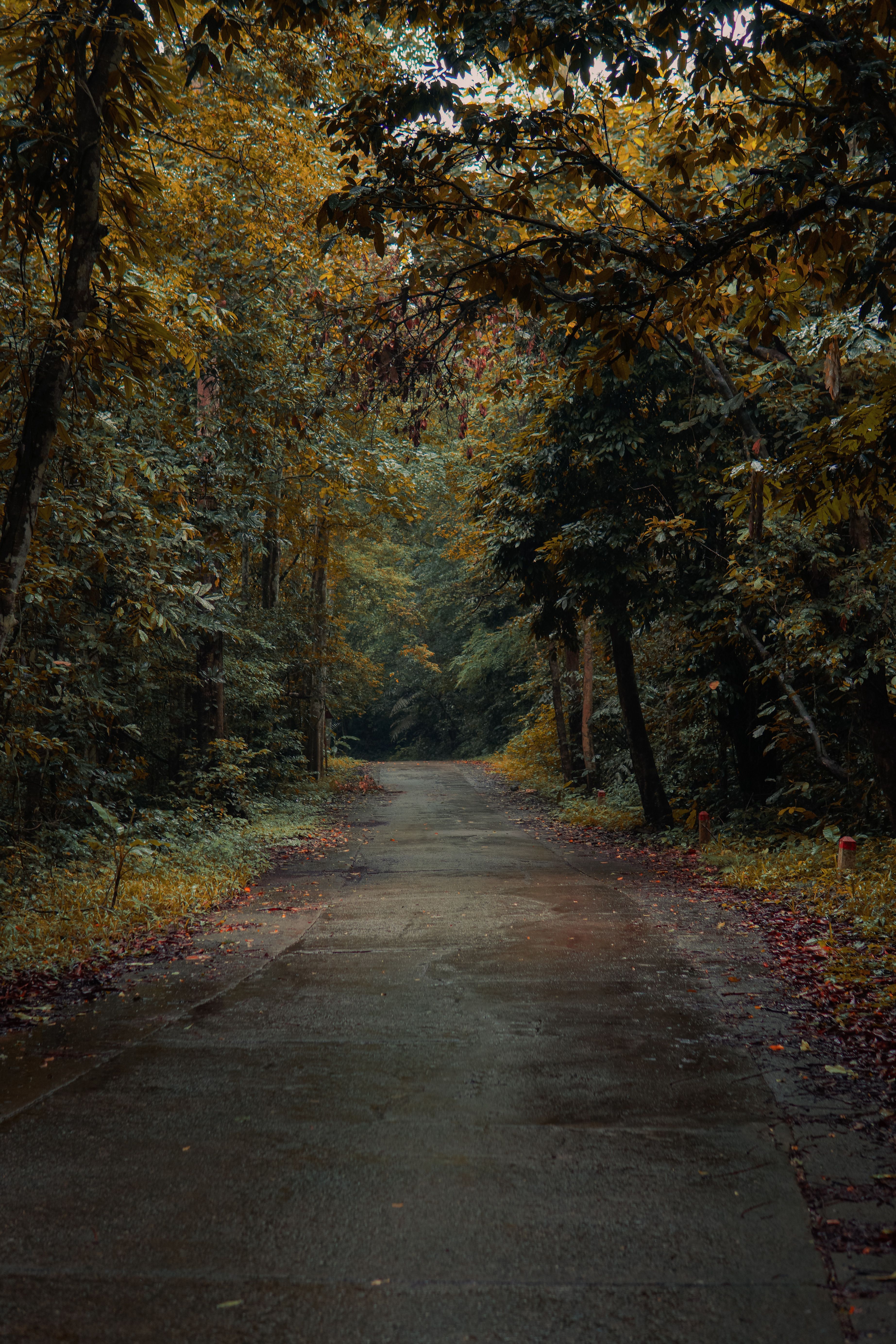 A road in the woods with trees and leaves · Free Stock Photo