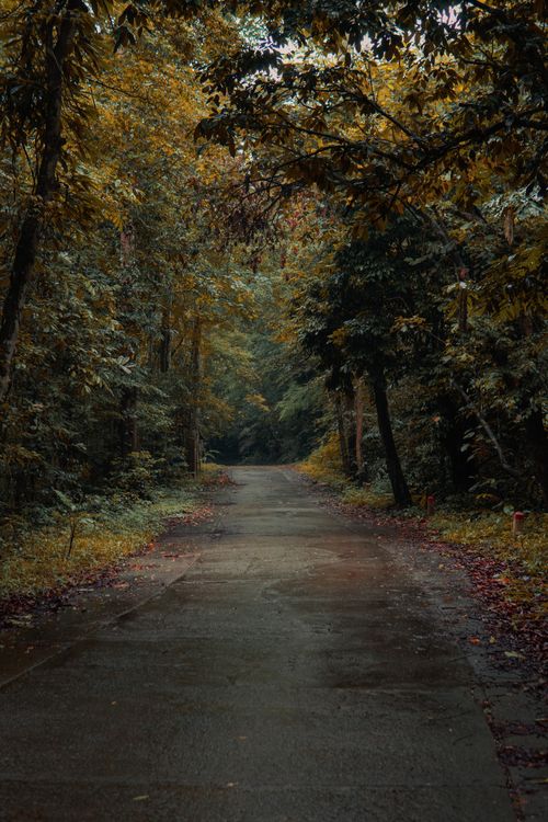 Free A tranquil forest path surrounded by vibrant fall foliage and subtle mist. Stock Photo