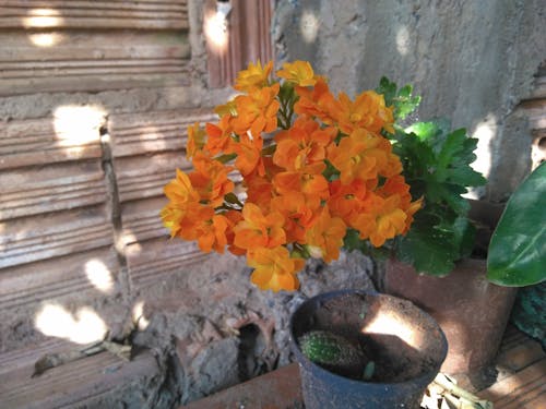 Бесплатное стоковое фото с оранжевые цветы