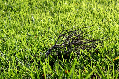 Free stock photo of grass, green, twig