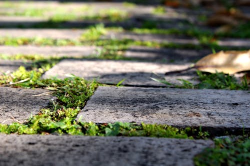 Free stock photo of forest path, grassy, pavement