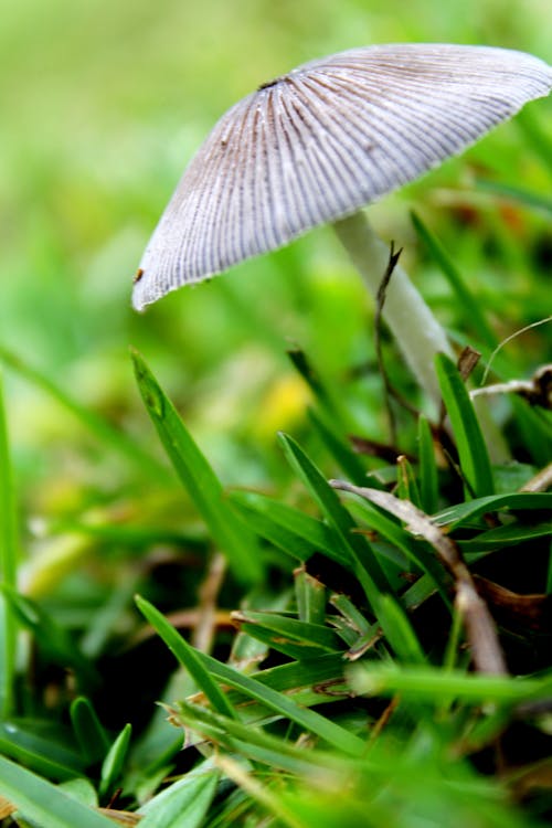 Free stock photo of alone, forest mushroom, mushroom