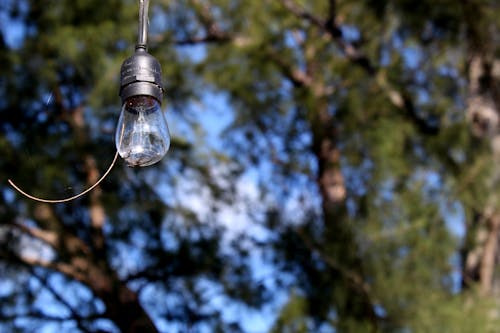 Free stock photo of backyard, bare tree, lightbulb