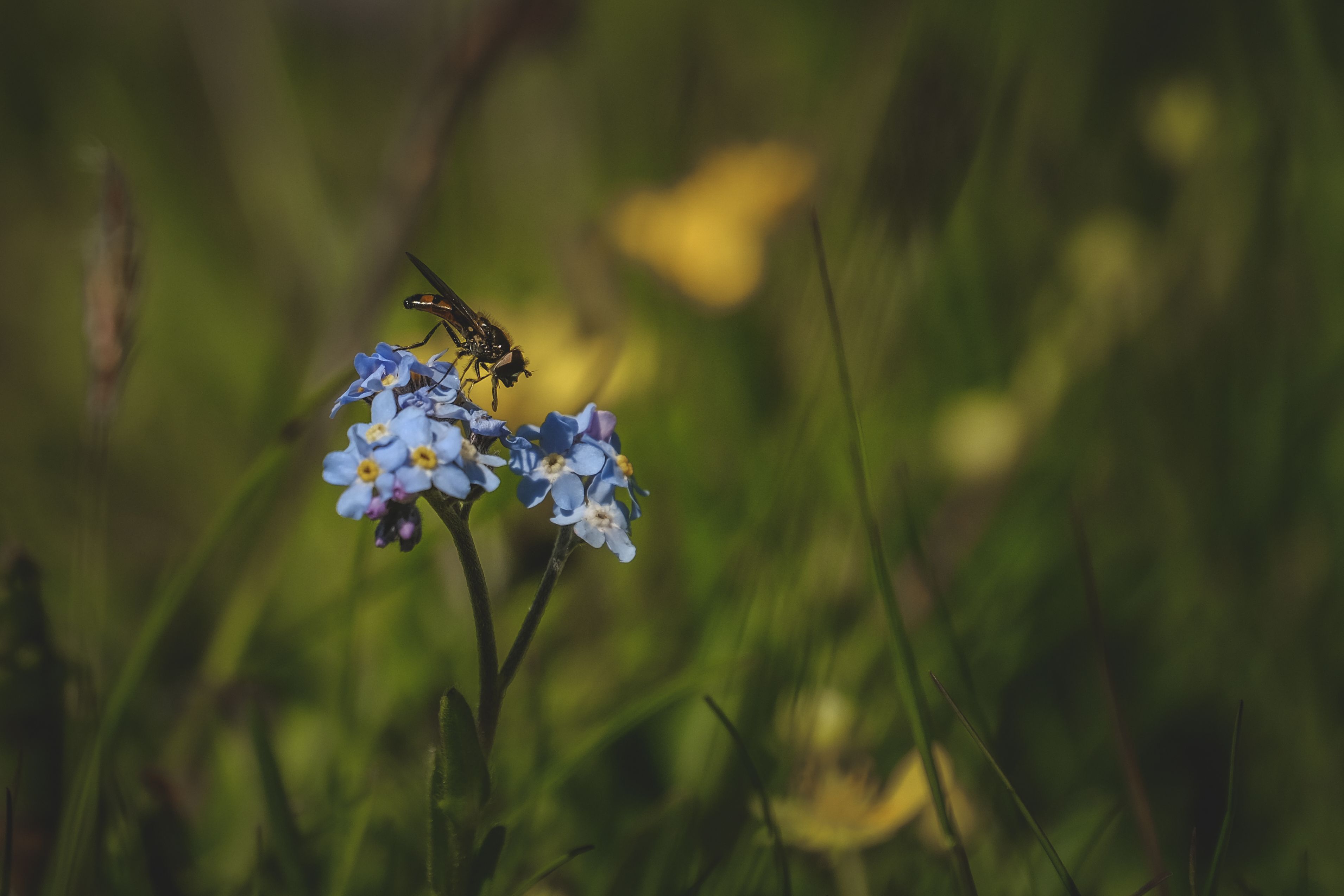Wiese mit Wildblumen und Insekten
