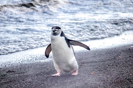 Chinstrap penguin walking on the beach in Antarctica near Elephant Island.
