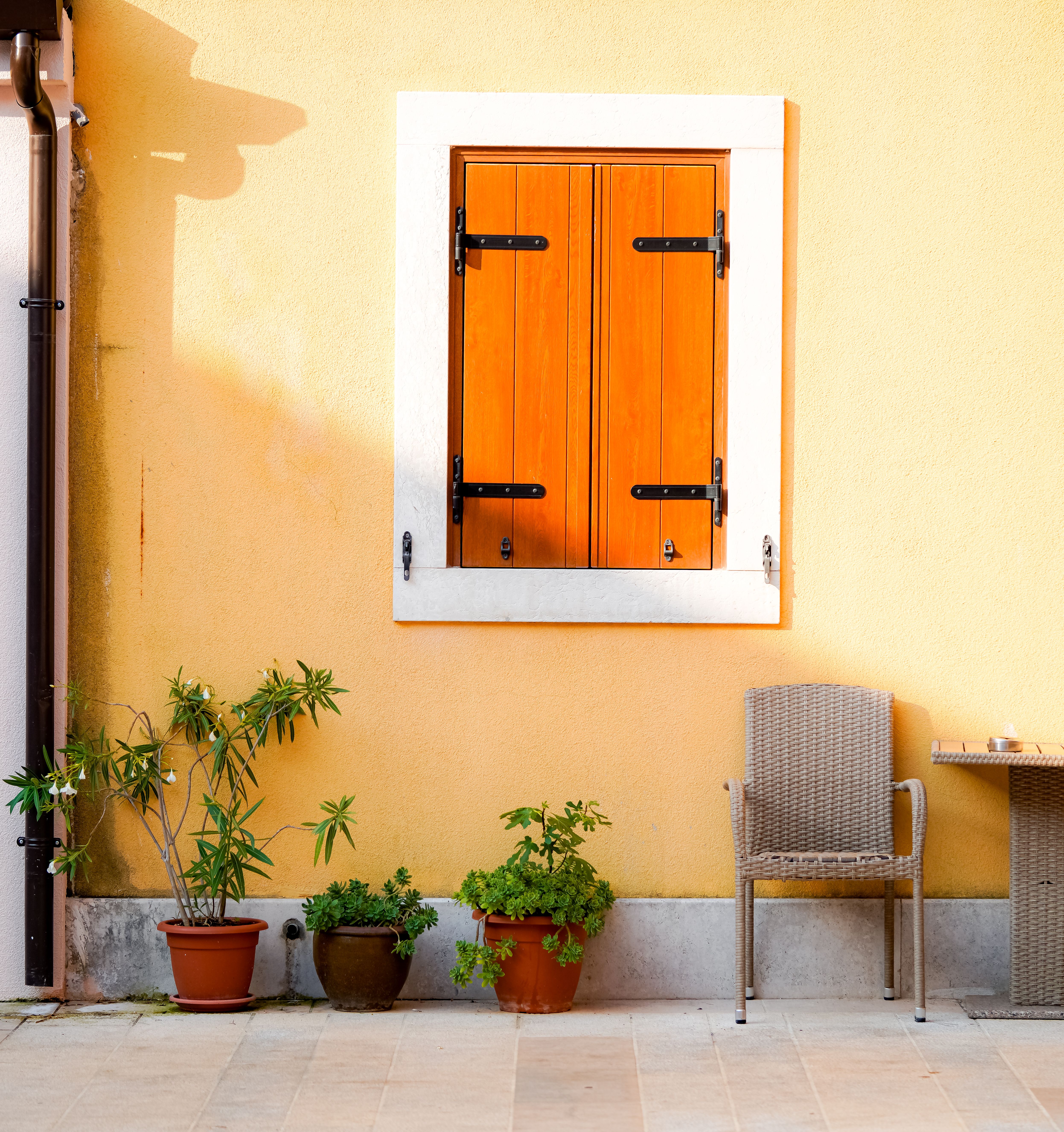Mastering the 'Hot Zone': Making Plants Thrive Against Sunny Walls and Concrete Patios