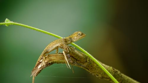 Free Close-up of a brown lizard camouflaged on a branch in a tropical setting. Stock Photo