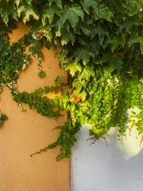 Free Vibrant ivy leaves cascading over a sunlit terracotta wall, creating a natural texture. Stock Photo