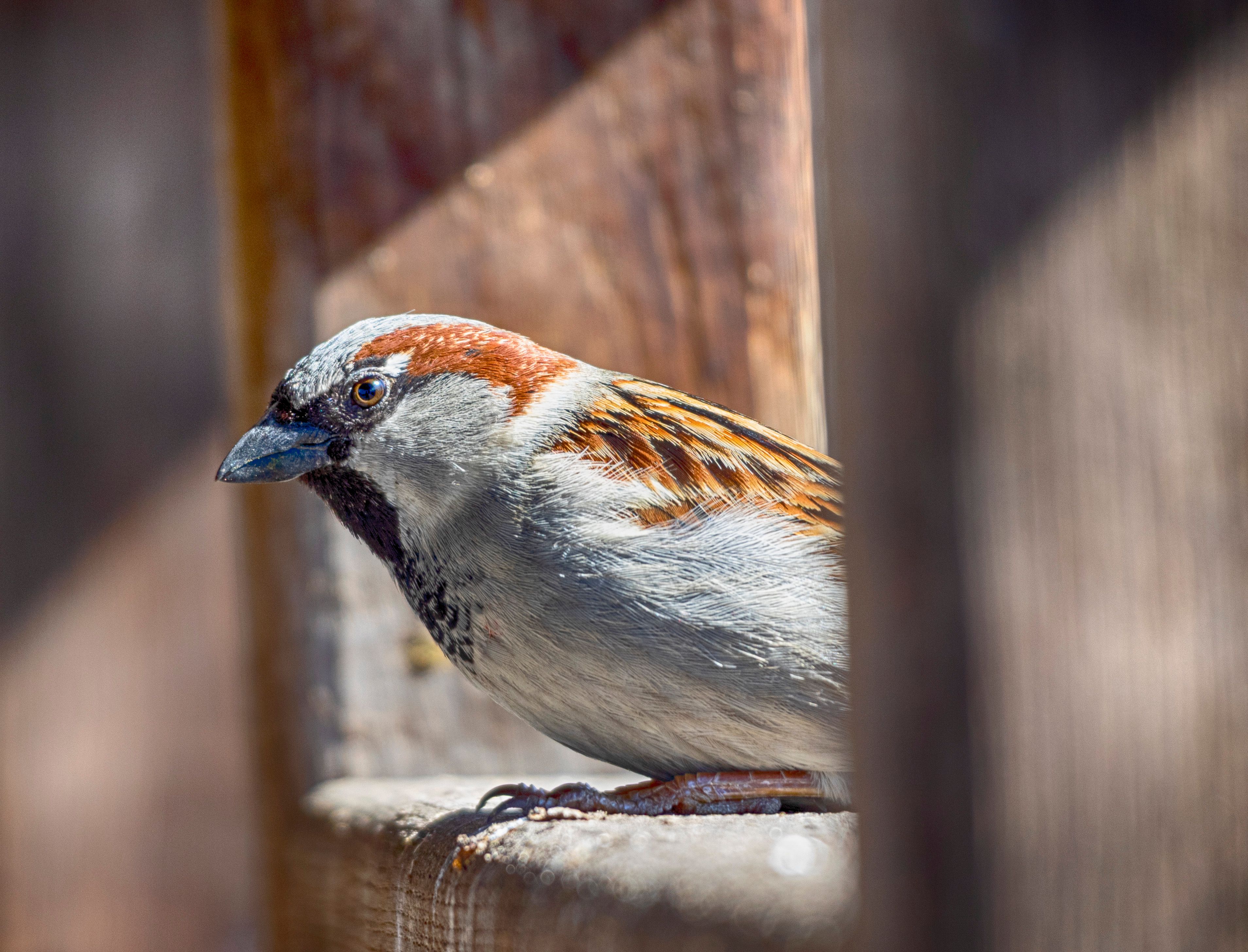 Detailed image of a House Sparrow perched on wood, highlighting its vibrant plumage.