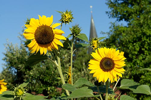 Free stock photo of church, sun flower, town
