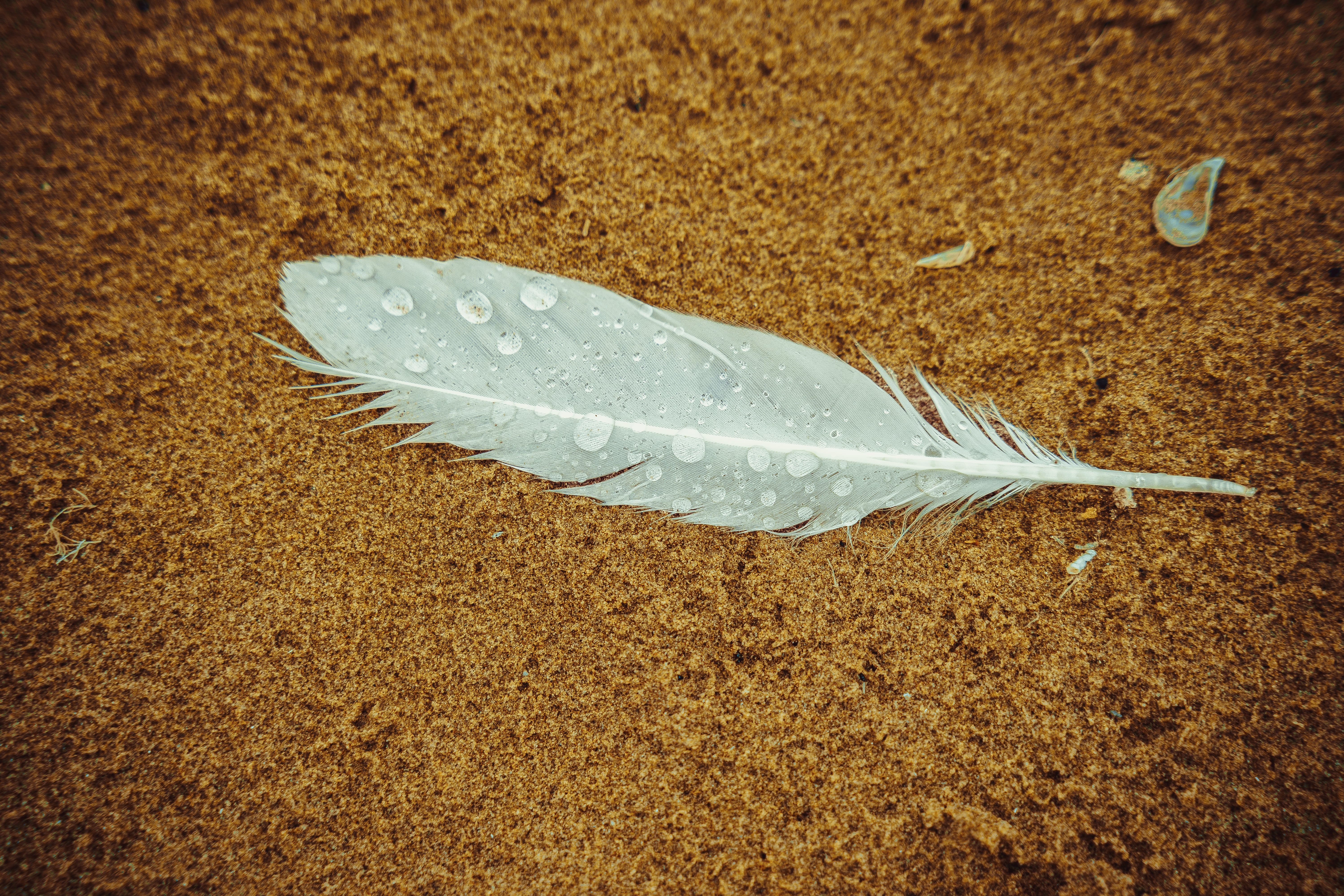 A white feather laying on the ground · Free Stock Photo