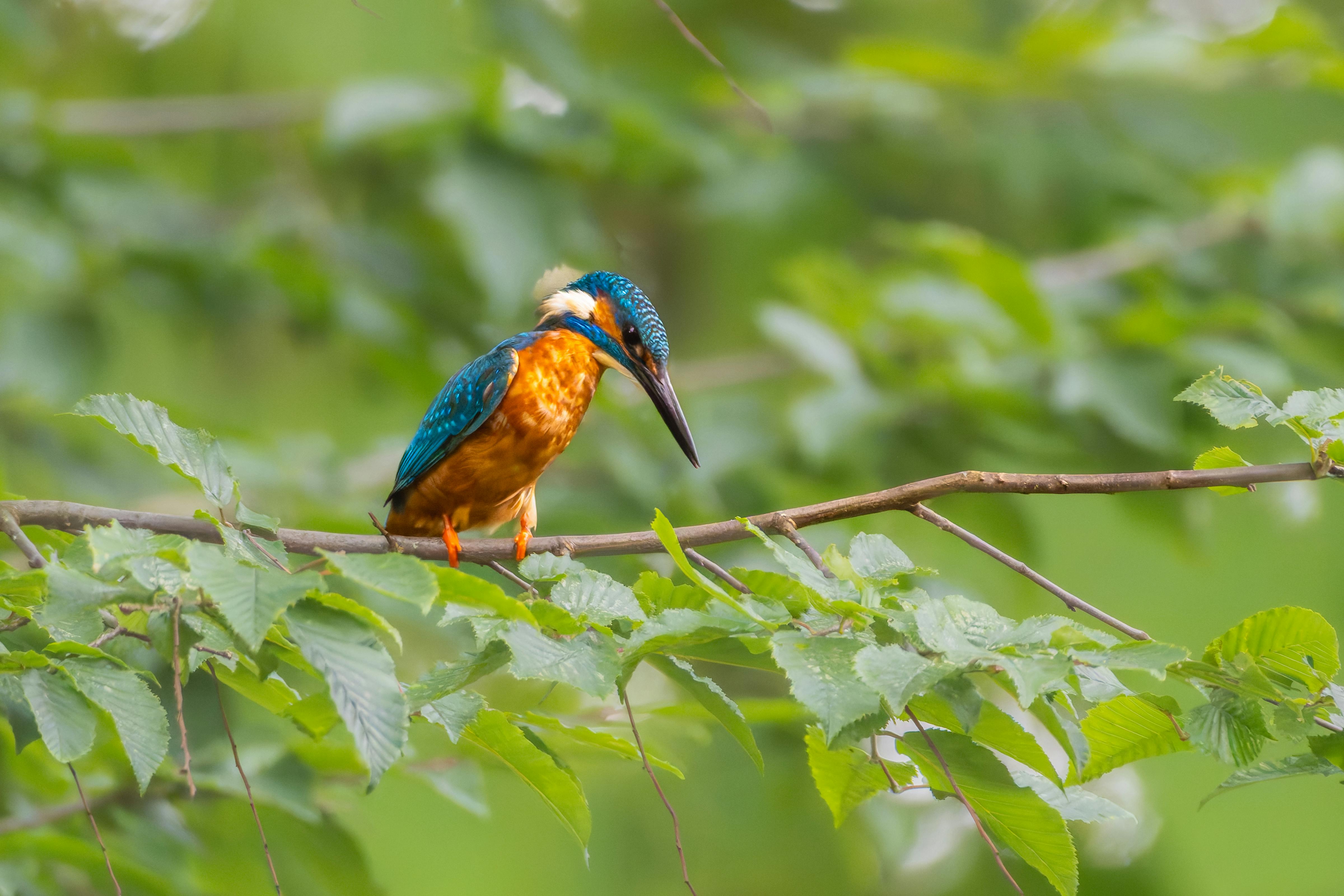 a bird is sitting on a branch in the forest