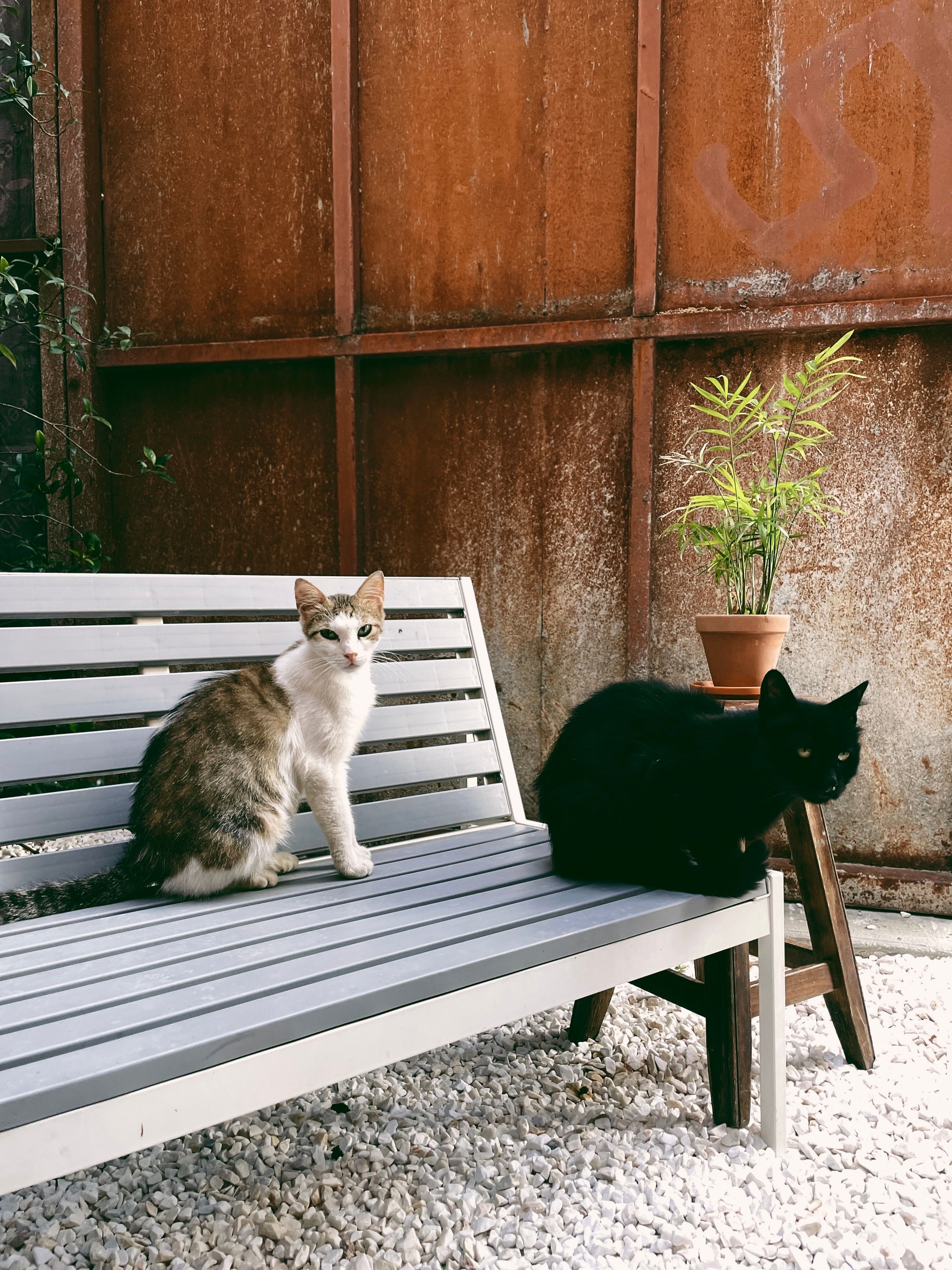 Two cats sit on a bench in front of a potted plant · Free Stock Photo