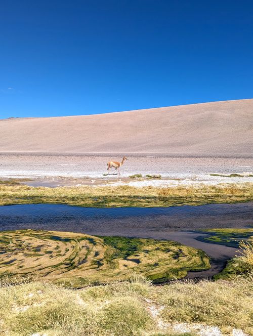 Free A serene desert scene in the Chilean Atacama, featuring a lone vicuna by a small stream. Stock Photo