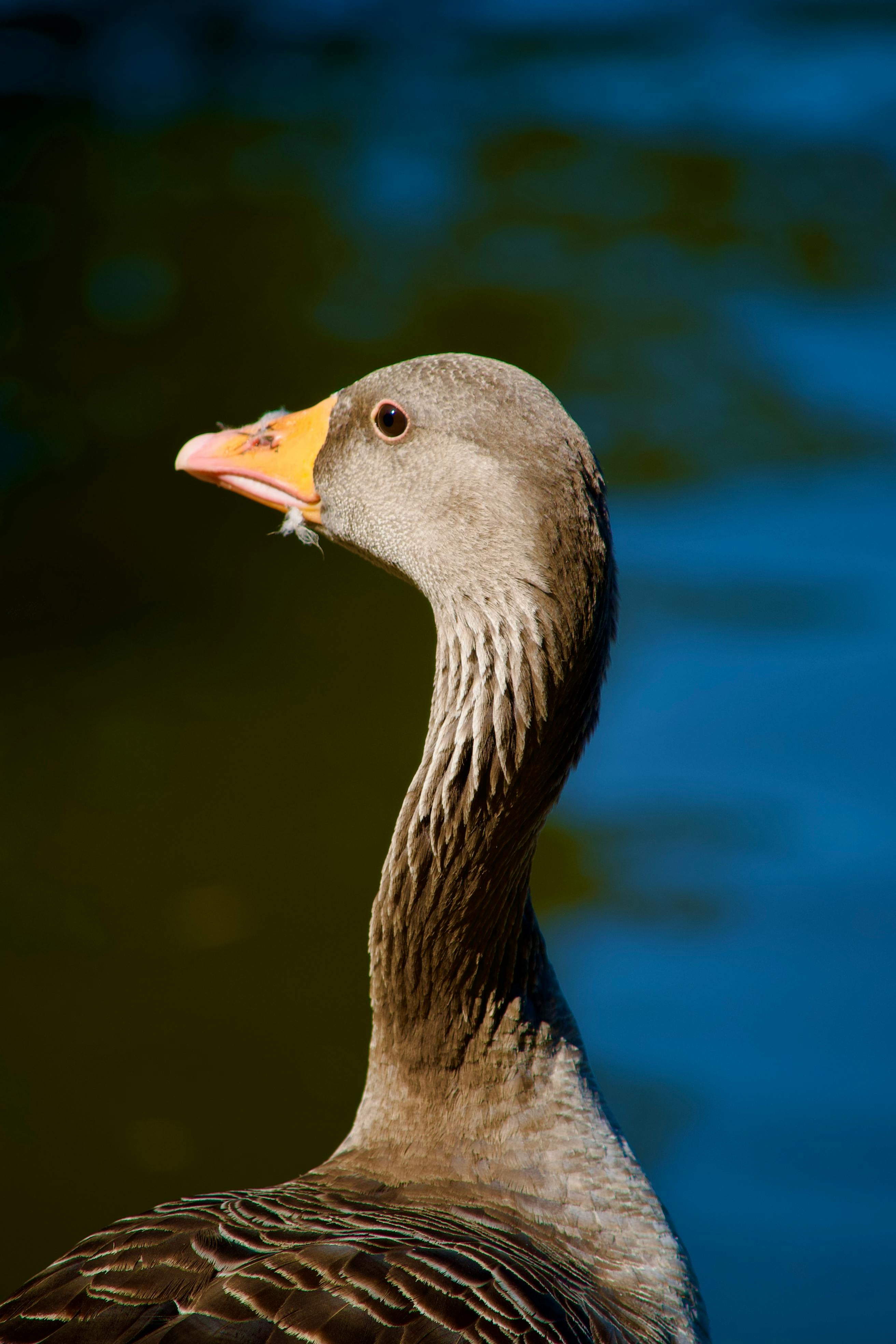 goose