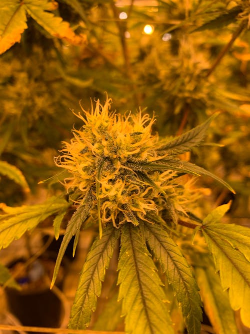 Green Cannabis Buds 